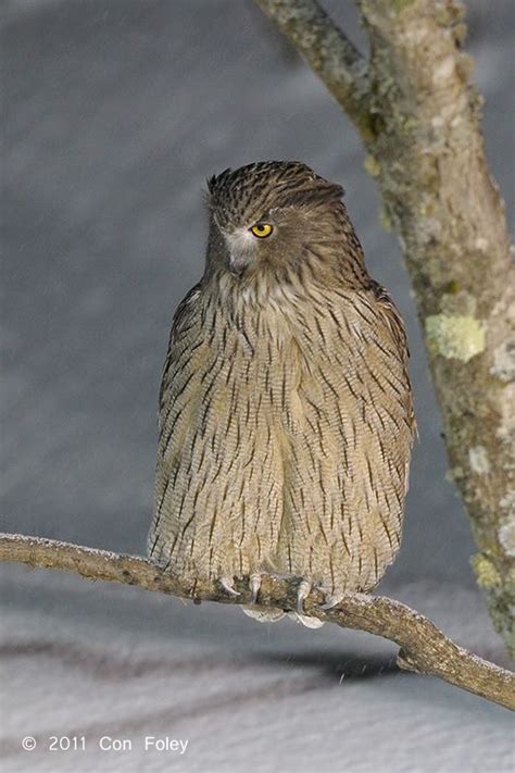 Blakistons Fish Owl Both The Largest And Most Endangered Owl In The Wor