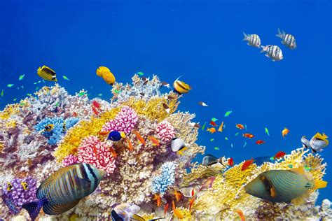 Coral Reef Wallpapers 62 Images