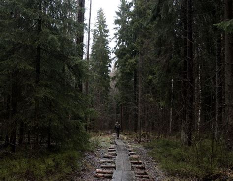 Beauty Of The Primeval Forest Warms The Black Winter Haltiala Forests