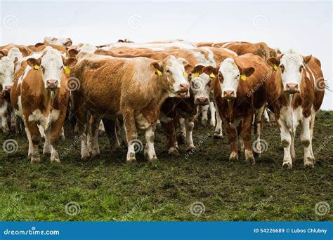 Brown And White Dairy Cows And Bulls Stock Image Image Of Farming