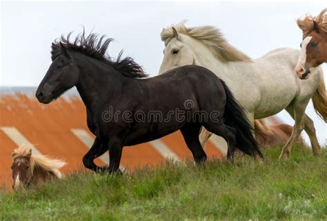 A Herd Of Icelandic Horses In A Pasture In Iceland Stock Image Image