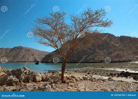 Lonely Tree Sultanate Of Oman Musandam Peninsula Gulf Of Oman Stock