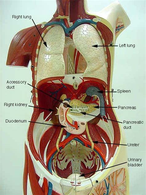Labeled Human Torso Model Diagram Torsos And Mmf Human Anatomy Web My
