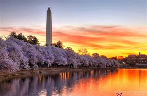 Good Morning America Stunningly Beautiful Photo Of Cherry Blossoms And