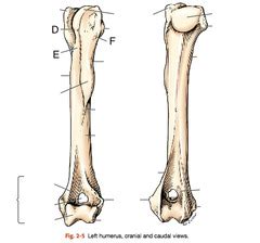 The terminology of the hip bone is based on the anatomical position. Bones of the thoracic limb Flashcards | Quizlet