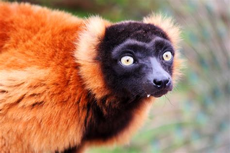 Red Ruffed Lemur Safari Zoo Cumbria