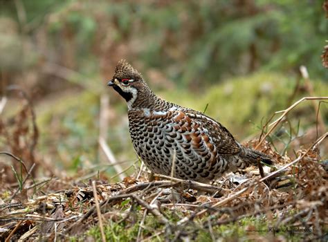 Hazel Grouse Juzaphoto