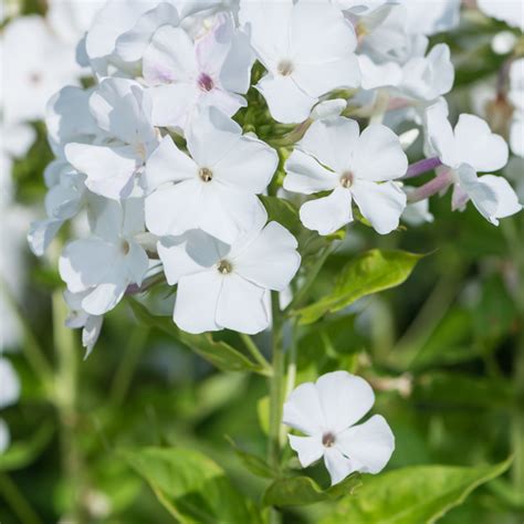 Szkółka Bylin Dobrepole Phlox Paniculata Flame White Płomyk