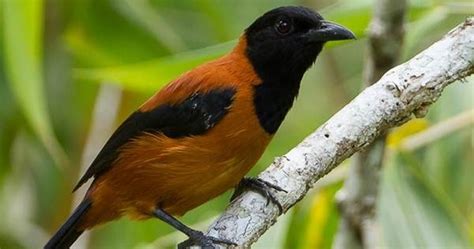 Poisonous Bird Hooded Pitohui The Only Known Bird To Be Toxic