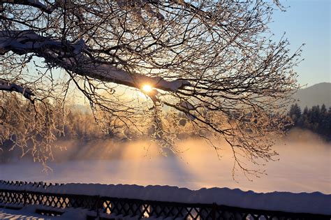 Dawn Morning Snow Trees Frost Winter Fog Sunrise