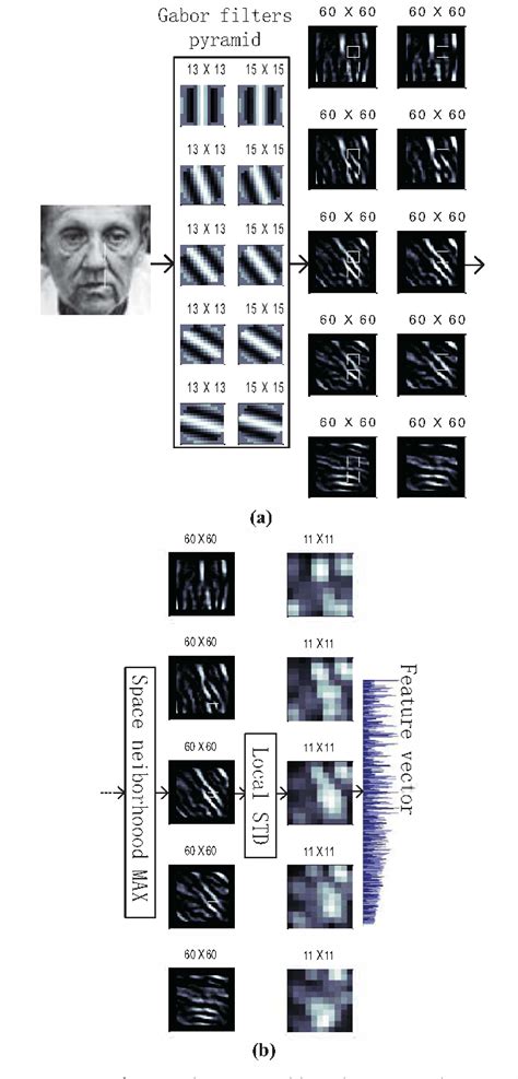 Figure 2 From Facial Age Estimation Using Bio Inspired Features And