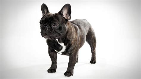 This is a list of organizations that use the bulldog as a mascot. French Bulldog Eğitimi - Köpek Eğitimi Merkezi ve Evde ...