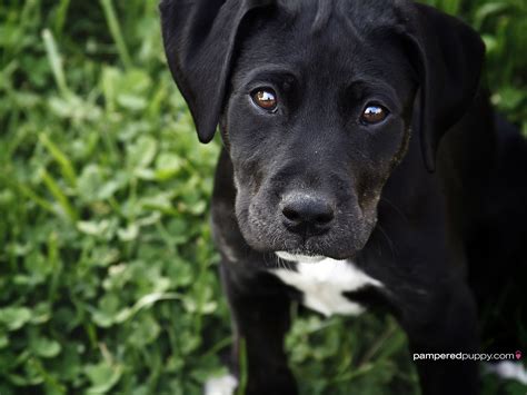 All of these black background images and vectors have high resolution and can be used as banners, posters or wallpapers. 48+ Free Black Labrador Wallpaper on WallpaperSafari