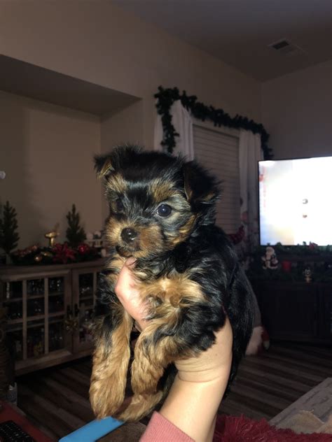Puppies | Shellys Yorkie Central