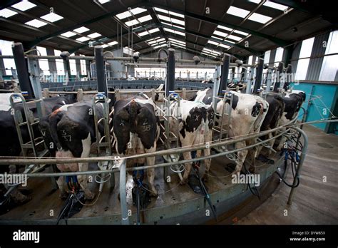 Holstein Dairy Cows Being Milked In A Rotary Milking Parlour On A Farm