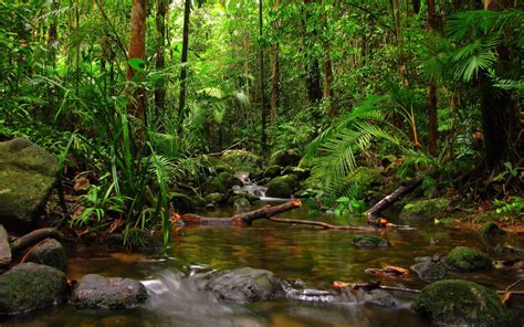 Rainforest Backgrounds 60 Images