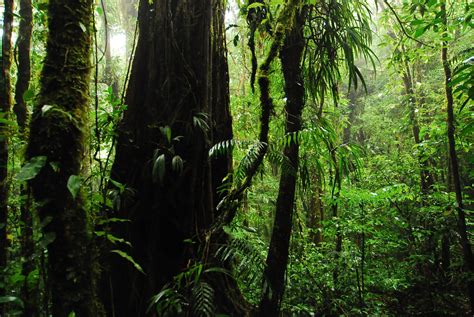 Restauración De Los Bosques Tropicales