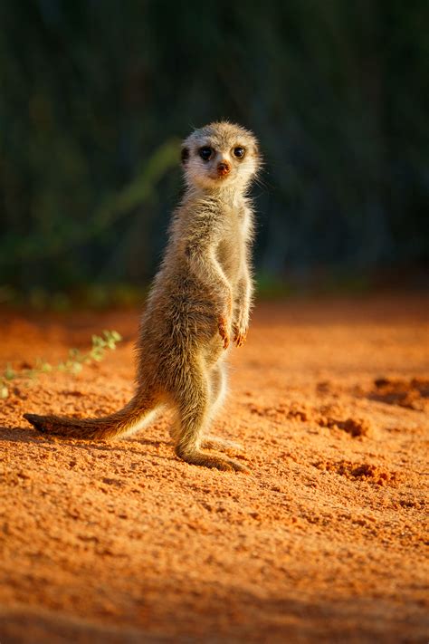 Cute Meerkat Baby Standing Upright Pictures Of Meerkats
