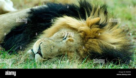 Sleeping Adult Male Lion Stock Photo Alamy