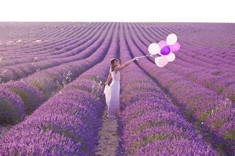 Tổng Hợp Với Hơn 65 Về Hình ảnh Cánh đồng Hoa Lavender Hay Nhất F5