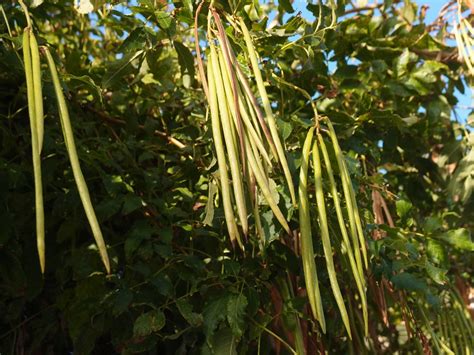 Árbol de largas vainas parecidas a legumbres