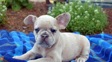 He is also mischievous and slightly stubborn. French Bulldog Puppy in Ronks, PA - FrenchieForSale.com
