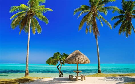 A Beautiful Tropical Day In Bora Bora Isle Shore Sun Palm Sea
