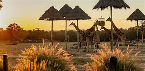 Taronga Western Plains Zoo Accommodation • Dubbo Region