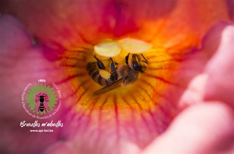 Последние твиты от cdr natura 2000 (@natura2000fr). Pour des zones Natura 2000 où toutes les abeilles sont ...