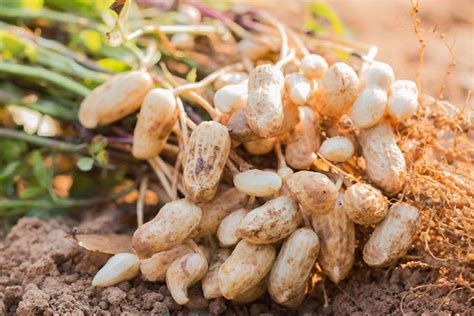 Growing Peanuts How To Grow Peanuts In Your Backyard