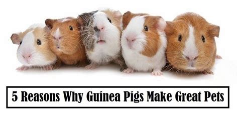 5 Reasons Why Guinea Pigs Make Great Pets Poultry Care Sunday