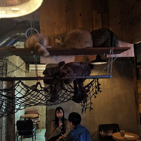 What Mary Loves When In Korea Raccoon Café Kkukkune