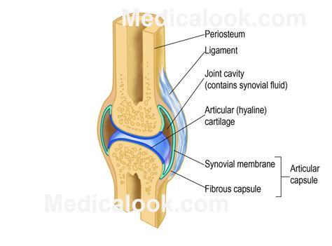 Tissues are groups of cells with a common structure (form) and function (job). Knee joint diagram