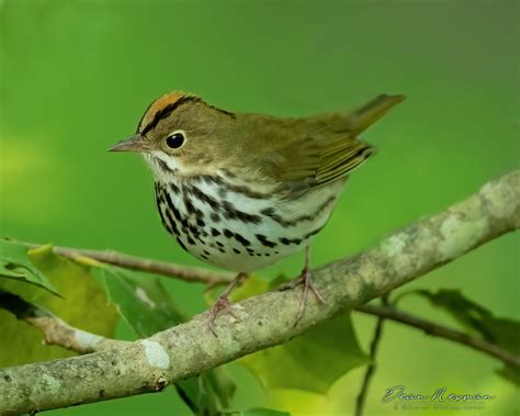 Oven Bird Profile Facts Nest Song Traits Range Diet