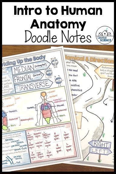 Intro To Anatomy Doodle Notes Distance Learning