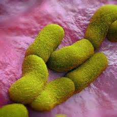 Our locally owned huntsville office is equipped to eliminate any pests that might be invading your home. Peste: MedlinePlus en español