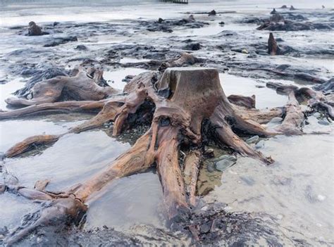 Surreal Sea Scene Ancient Tree Stumps Uncovered As Storm Washes Away