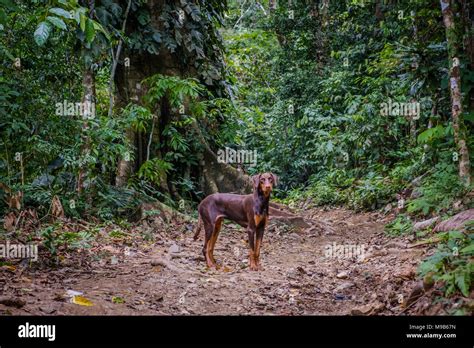 Dog In Rainforest Dog In Jungle Dog In Forest Landscape Stock Photo