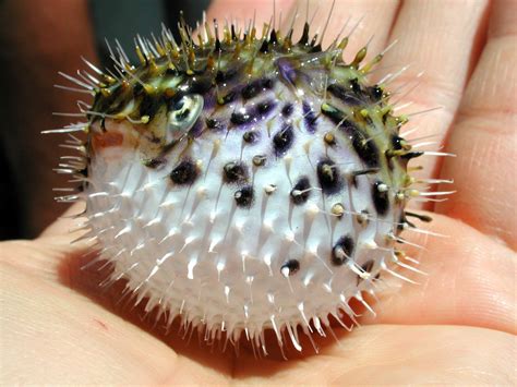 Spiny Pufferfish Diodon Holocanthus Image Free Stock Photo Public