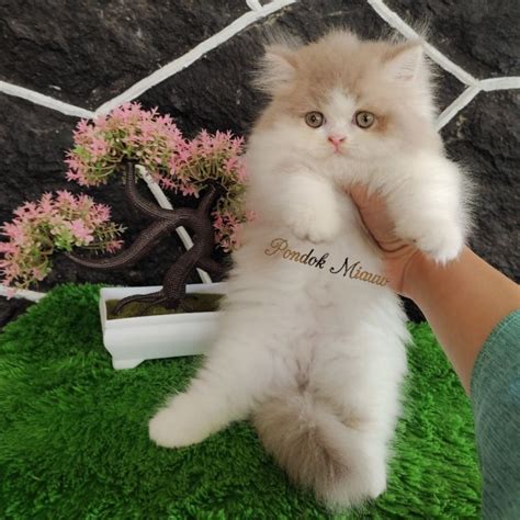 Jual Kucing Persia Anak Kucing Flatnose Abu Abu Putih Peaknose Kitten Himalaya Ragdoll Munchkin