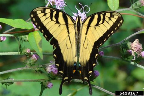 Eastern Tiger Swallowtail Papilio Glaucus