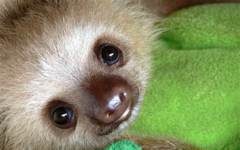 100 Baby Sloth Wallpapers