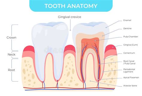 Tooth Anatomy Dental Outside And Inside Structure Infographic Poster