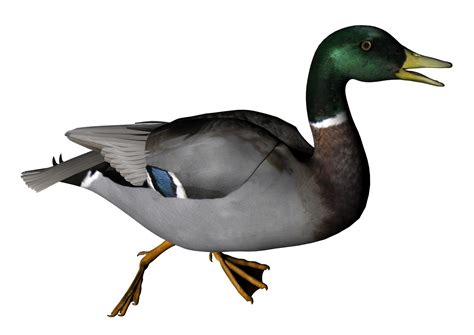 Collection Of Png Ducks Swimming Pluspng