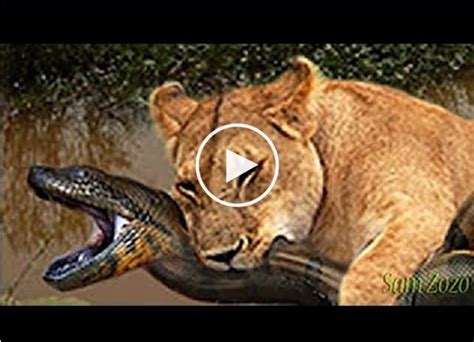 Watch Out The Giant Anaconda Vs Lion Vs Tiger Vs Python Wild Animal