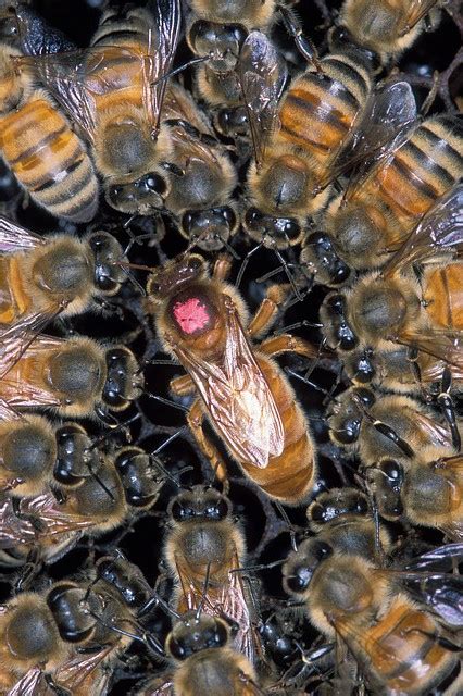 Honey Bee Pheromones Common Scents Honey Bee Suite