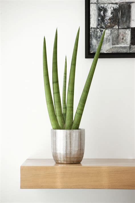 The marbled concrete planter offers the right amount of urban edge to your decor. S'entourer de belles plantes : la Sansevieria cylindrica ...