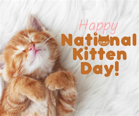 Happy National Kitten Day Our Mobley Veterinary Clinic