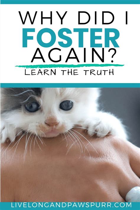 Why I Decided To Foster Cats Again Foster Cat Cat Parenting Cat