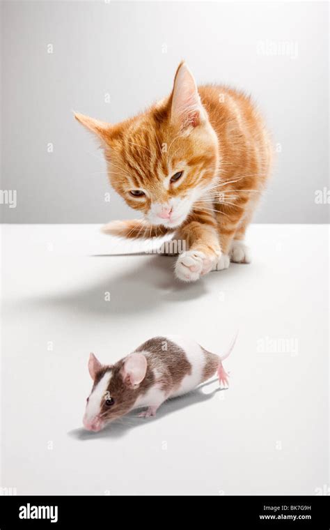 Cat Chasing Mouse Hi Res Stock Photography And Images Alamy